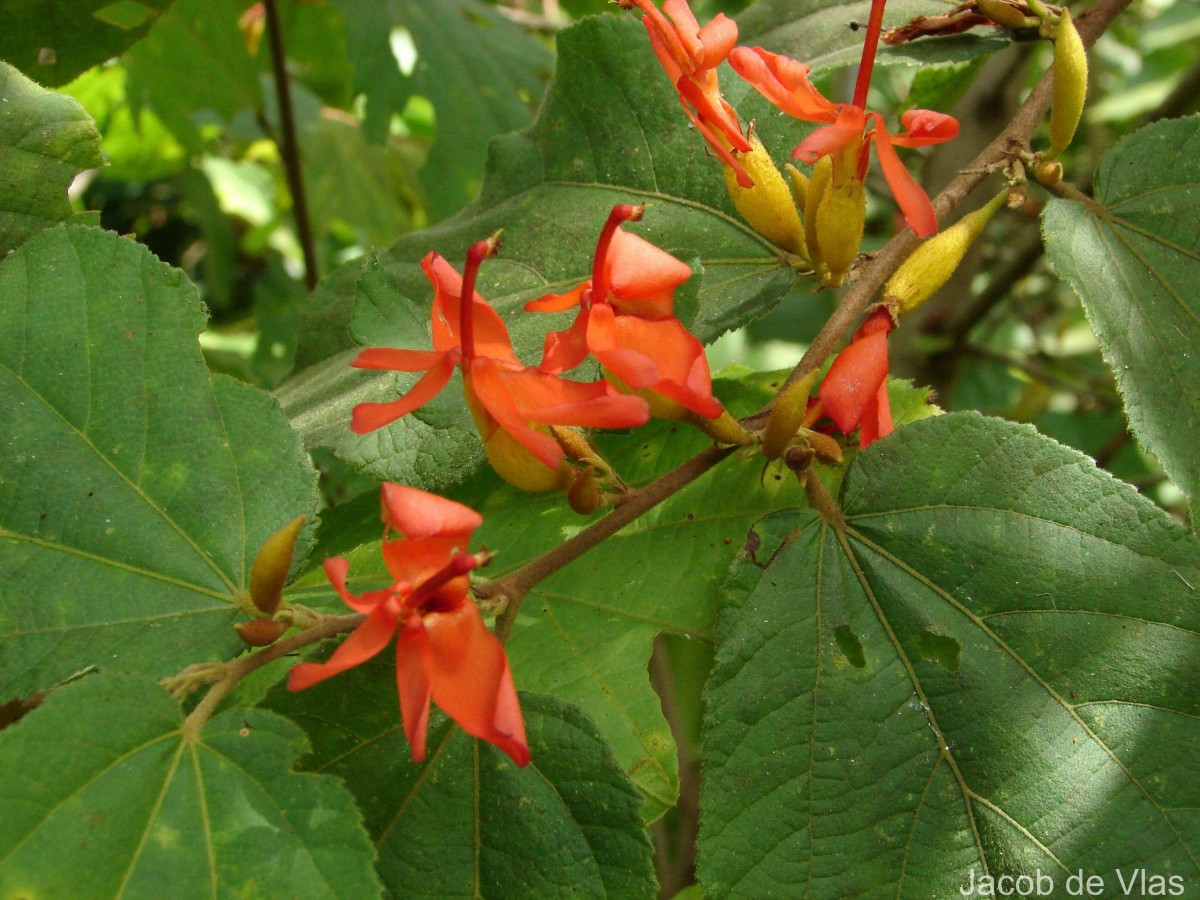 Helicteres isora L.